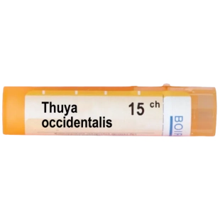 Thuya occidentalis 15 ch