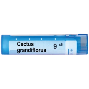 Cactus grandiflorus 9 ch
