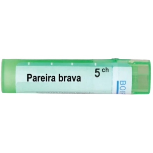 Pareira brava 5 ch