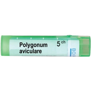 Polygonum aviculare 5 ch