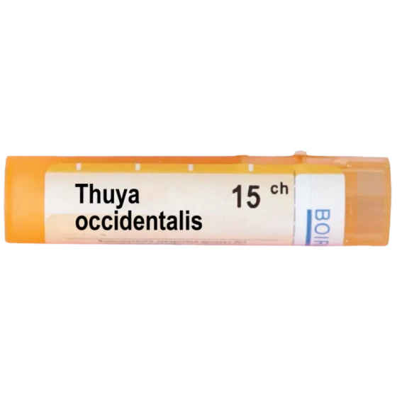 Thuya occidentalis 15 ch