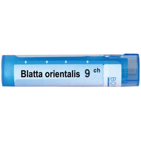 Blatta orientalis 9 ch