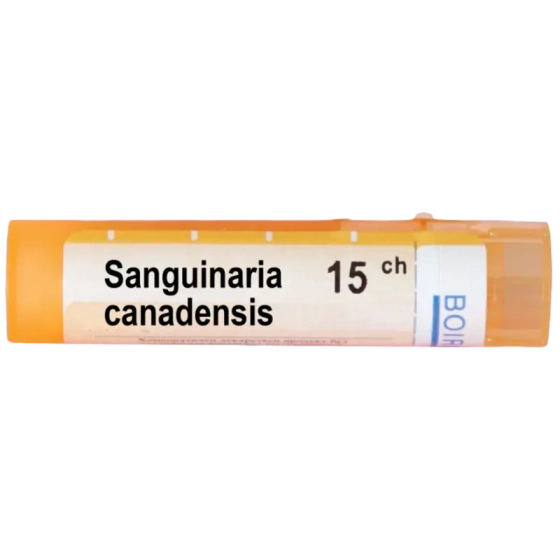 Sanguinaria canadensis 15 ch