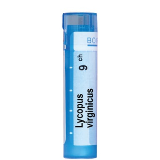 Lycopus europaeus 9 ch